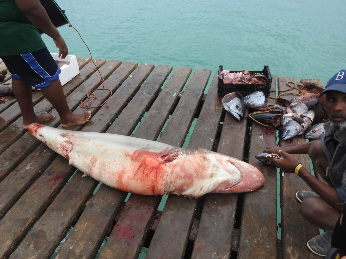 rekin na targu cabo verde 1440x1080