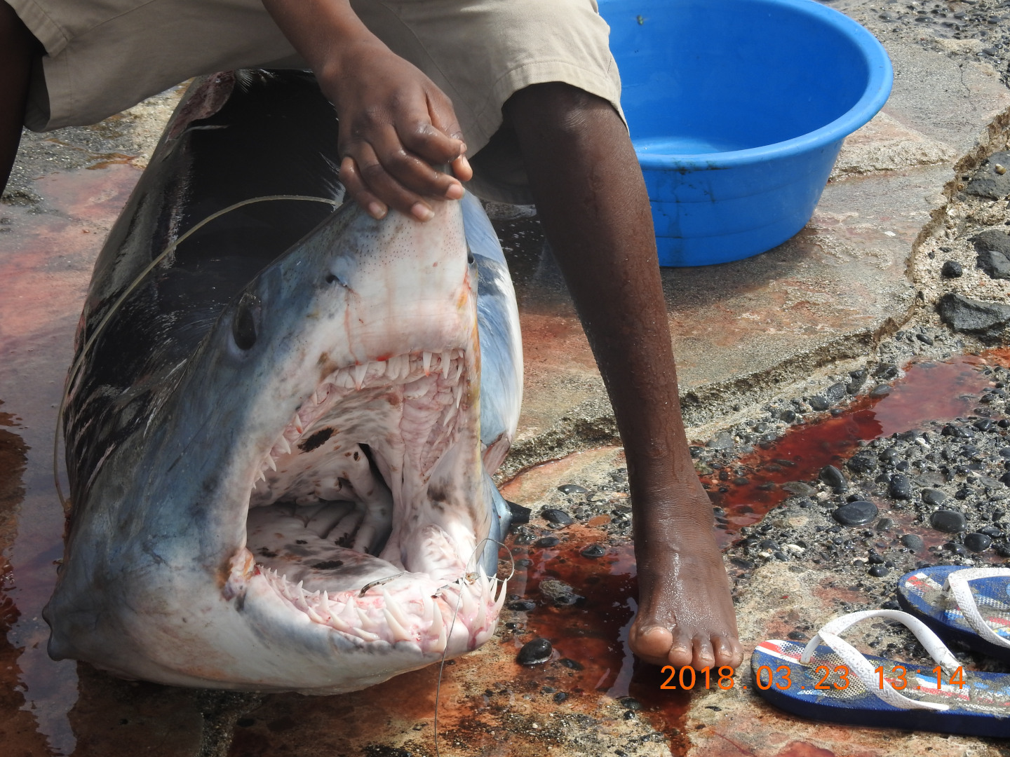 rekin tygrysi złowiny przez rybaków cabo verde 1440x1080